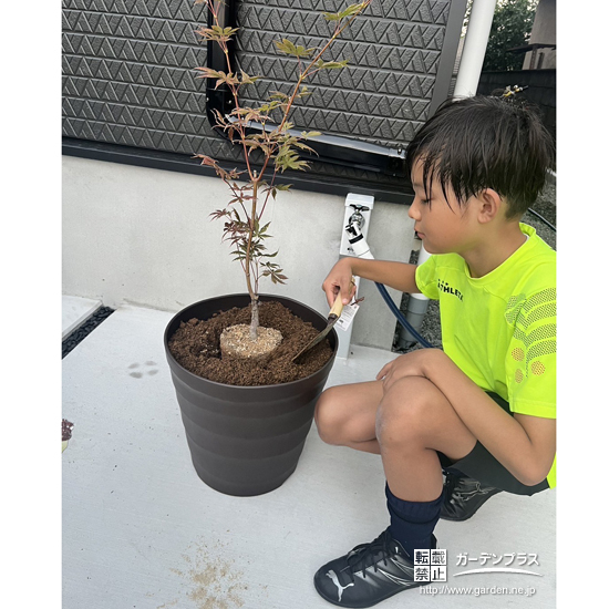 記念樹もみじ（カエデ）の植樹の様子