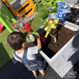 記念樹のレモンを植樹する様子