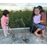 記念樹のオリーブ植樹の様子