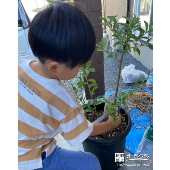 ブルーベリー植樹の様子