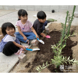 記念樹オリーブの植樹の様子