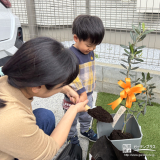 記念樹オリーブの植樹の様子