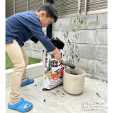 記念樹オリーブの植樹の様子