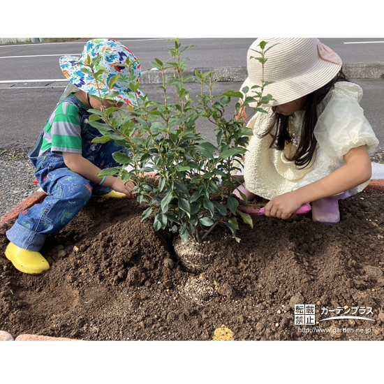 記念樹ビバーナムティヌスの植樹の様子