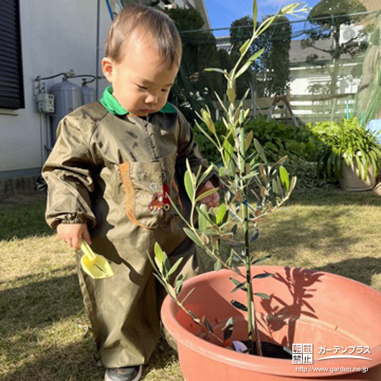 記念樹オリーブの植樹の様子