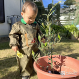 記念樹オリーブの植樹の様子