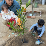 記念樹温州ミカンの植樹の様子②
