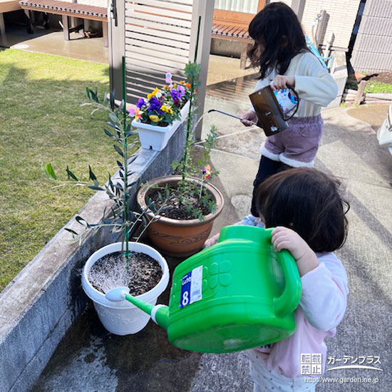 記念樹のオリーブとミモザに水やり