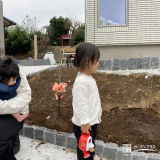 記念樹のジューンベリーとコデマリに水やり①