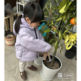 温州ミカン植樹の様子