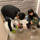 記念樹のオリーブ・ブルーベリー植樹の様子①