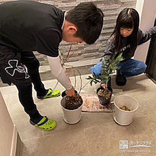 記念樹のオリーブ・ブルーベリー植樹の様子②