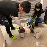記念樹のオリーブ・ブルーベリー植樹の様子②