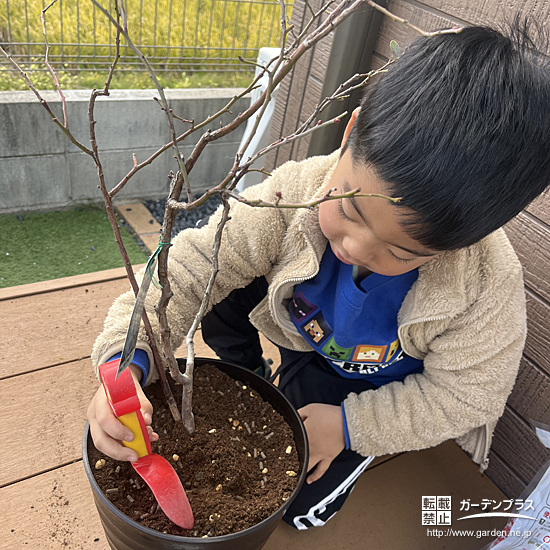 記念樹ブルーベリーの植樹の様子