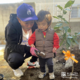 記念樹レモンの植樹の様子①
