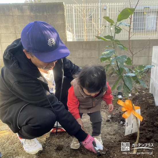 記念樹レモンの植樹の様子③