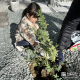 記念樹ミモザの植樹の様子