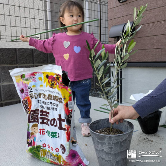 記念樹オリーブの植樹の様子
