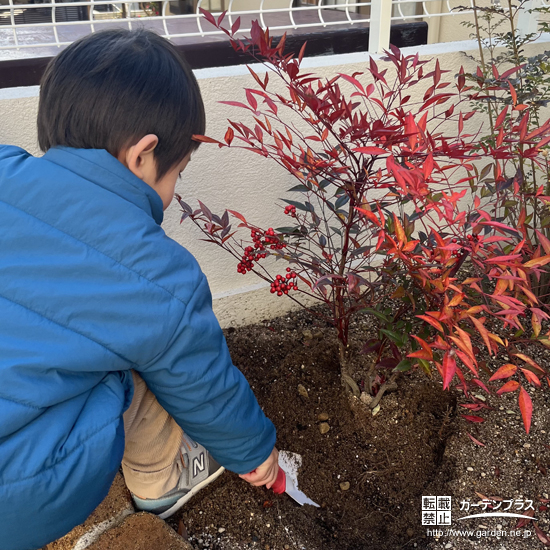 記念樹ナンテンの植樹の様子