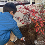 記念樹ナンテンの植樹の様子