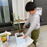 記念樹オリーブの植樹の様子