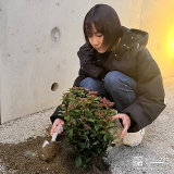 記念樹ビバーナムティヌスの植樹の様子