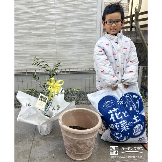 記念樹オリーブの植樹の様子