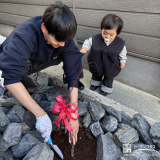 記念樹もみじ（カエデ）の植樹の様子