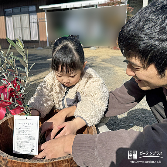 記念樹オリーブの植樹の様子②
