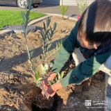 記念樹オリーブの植樹の様子②