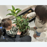 キンモクセイ植樹の様子