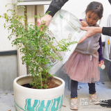 記念樹シマトネリコの植樹の様子