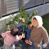 記念樹レモン・温州ミカンの植樹の様子①