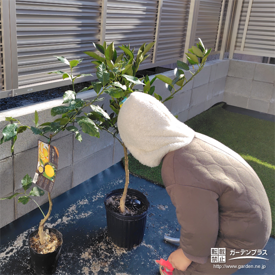 記念樹レモン・温州ミカンの植樹の様子②