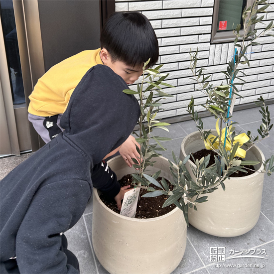 記念樹オリーブの植樹の様子①
