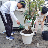 記念樹ビワの植樹の様子