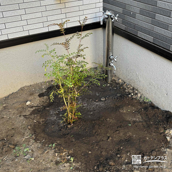 記念樹シマトネリコ
