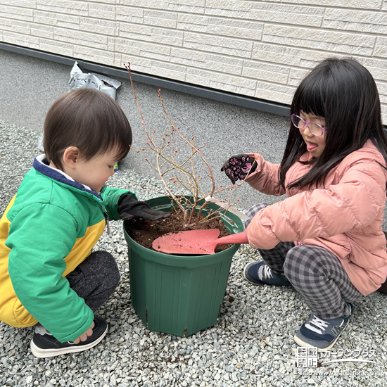 記念樹ブルーベリーの植樹の様子