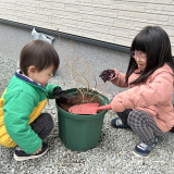 記念樹ブルーベリーの植樹の様子