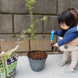 記念樹ミモザの植樹の様子