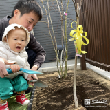 記念樹イチジクの植樹の様子①