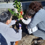 記念樹温州ミカンの植樹の様子①