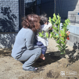 記念樹温州ミカンの植樹の様子②