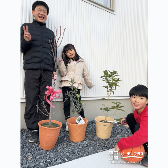 記念樹ジューンベリー・オリーブ・四季咲きモクセイの植樹の様子