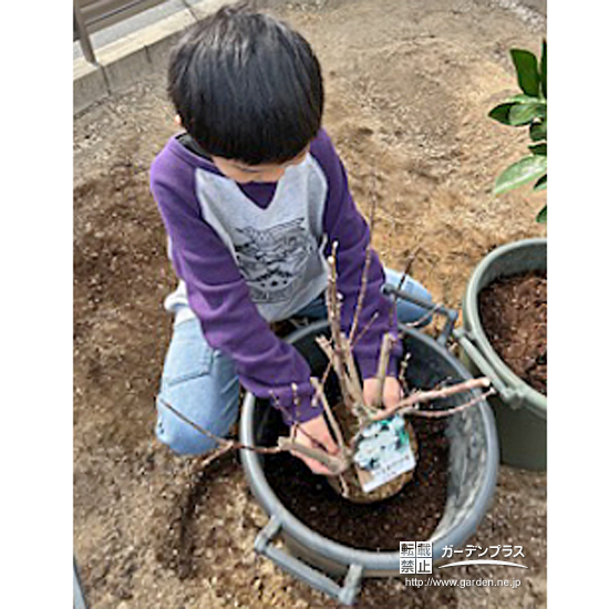 記念樹バイカウツギの植樹の様子
