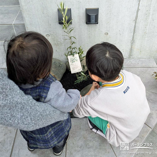 記念樹オリーブの植樹の様子①
