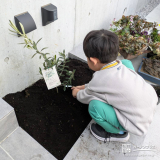 記念樹オリーブの植樹の様子②