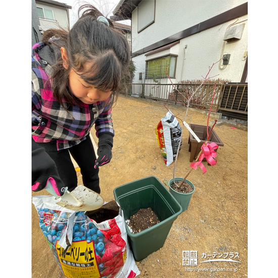 記念樹ブルーベリーの植樹の様子