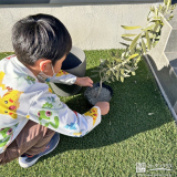 記念樹オリーブの植樹の様子①