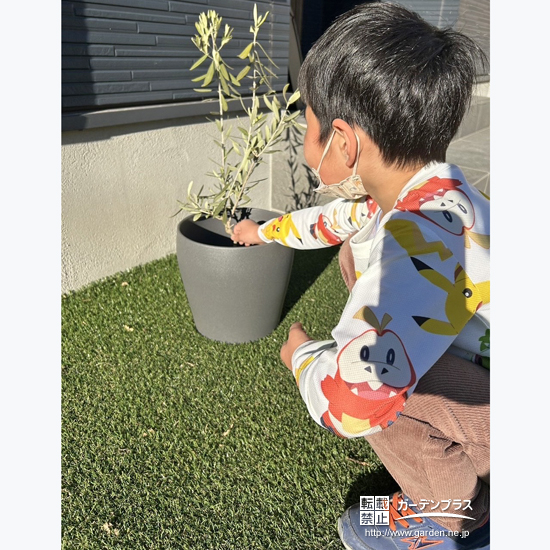 記念樹オリーブの植樹の様子②